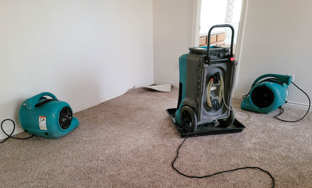 Air movers and a dehumidifier positioned in a carpeted room for structural drying